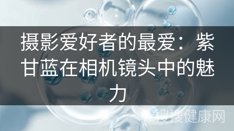 摄影爱好者的最爱：紫甘蓝在相机镜头中的魅力