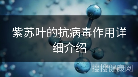 紫苏叶的抗病毒作用详细介绍