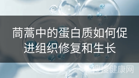 茼蒿中的蛋白质如何促进组织修复和生长