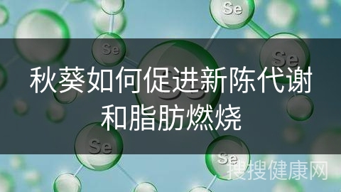 秋葵如何促进新陈代谢和脂肪燃烧