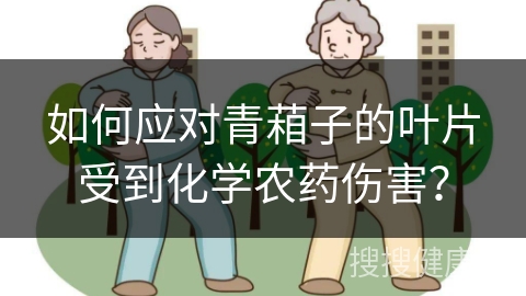 如何应对青葙子的叶片受到化学农药伤害？