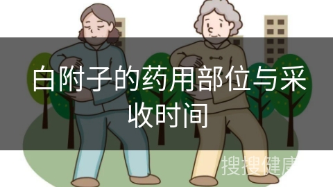 白附子的药用部位与采收时间