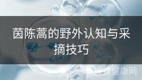 茵陈蒿的野外认知与采摘技巧