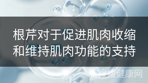 根芹对于促进肌肉收缩和维持肌肉功能的支持