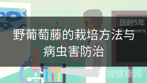 野葡萄藤的栽培方法与病虫害防治