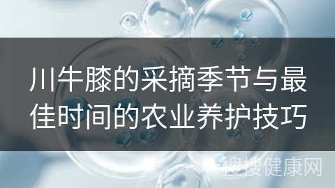 川牛膝的采摘季节与最佳时间的农业养护技巧