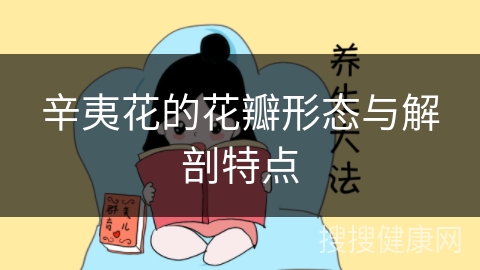 辛夷花的花瓣形态与解剖特点