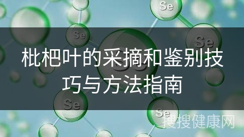 枇杷叶的采摘和鉴别技巧与方法指南