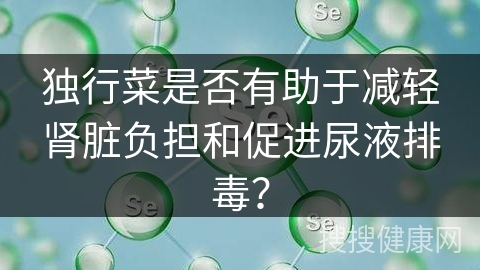 独行菜是否有助于减轻肾脏负担和促进尿液排毒？