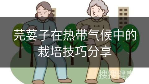 芫荽子在热带气候中的栽培技巧分享