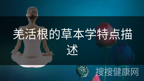 羌活根的草本学特点描述