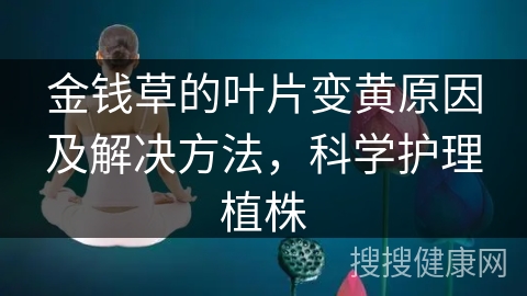 金钱草的叶片变黄原因及解决方法，科学护理植株