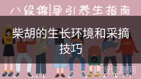 柴胡的生长环境和采摘技巧