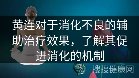 黄连对于消化不良的辅助治疗效果，了解其促进消化的机制