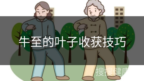 牛至的叶子收获技巧