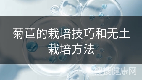 菊苣的栽培技巧和无土栽培方法