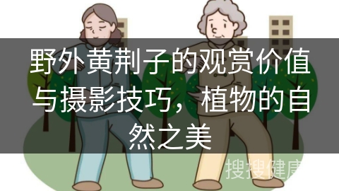 野外黄荆子的观赏价值与摄影技巧，植物的自然之美