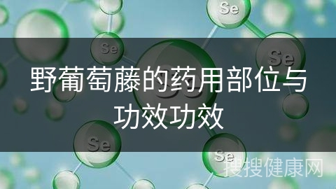 野葡萄藤的药用部位与功效功效