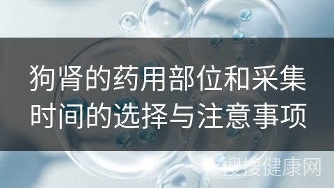 狗肾的药用部位和采集时间的选择与注意事项