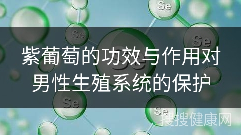 紫葡萄的功效与作用对男性生殖系统的保护