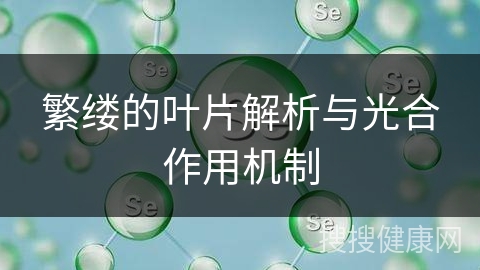 繁缕的叶片解析与光合作用机制