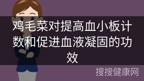 鸡毛菜对提高血小板计数和促进血液凝固的功效