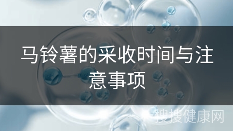 马铃薯的采收时间与注意事项