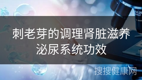 刺老芽的调理肾脏滋养泌尿系统功效