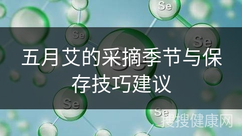 五月艾的采摘季节与保存技巧建议