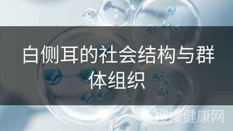 白侧耳的社会结构与群体组织