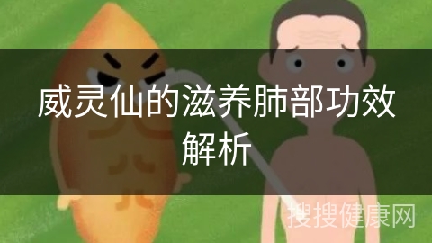 威灵仙的滋养肺部功效解析