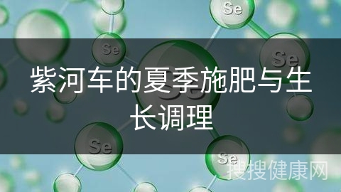 紫河车的夏季施肥与生长调理