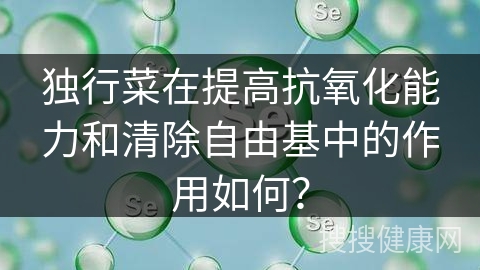 独行菜在提高抗氧化能力和清除自由基中的作用如何？