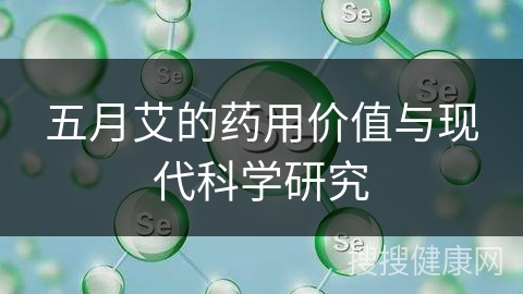 五月艾的药用价值与现代科学研究