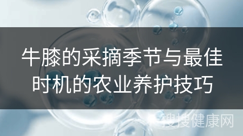 牛膝的采摘季节与最佳时机的农业养护技巧