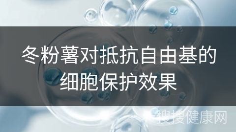 冬粉薯对抵抗自由基的细胞保护效果