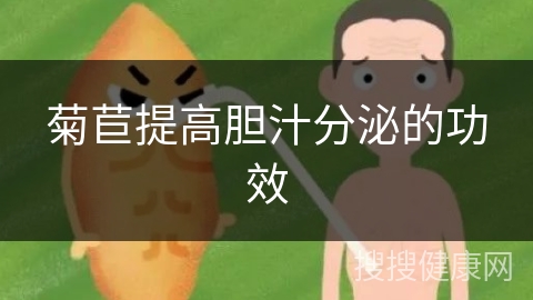 菊苣提高胆汁分泌的功效