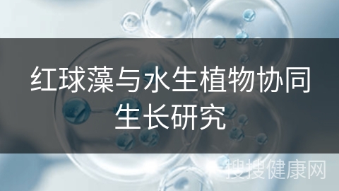 红球藻与水生植物协同生长研究