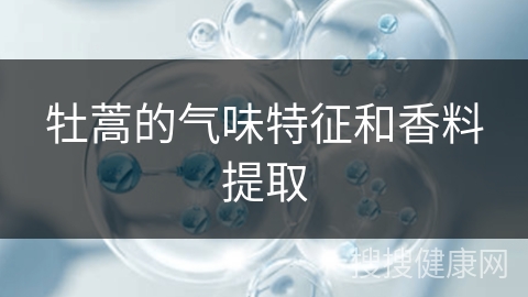 牡蒿的气味特征和香料提取