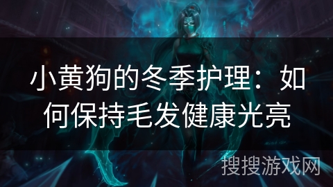 小黄狗的冬季护理：如何保持毛发健康光亮
