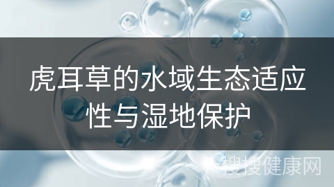 虎耳草的水域生态适应性与湿地保护