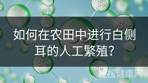 如何在农田中进行白侧耳的人工繁殖？