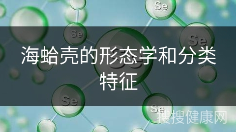 海蛤壳的形态学和分类特征