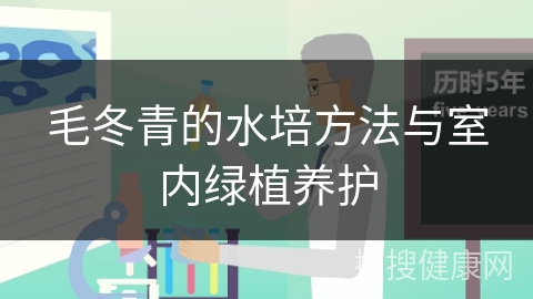 毛冬青的水培方法与室内绿植养护