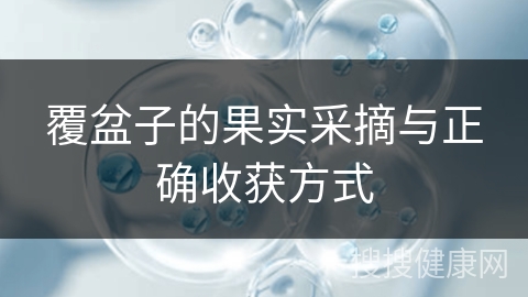 覆盆子的果实采摘与正确收获方式