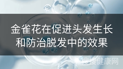 金雀花在促进头发生长和防治脱发中的效果