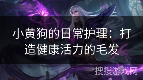 小黄狗的日常护理:打造健康活力的毛发 小黄狗的日常护理:打造健康活力的毛发