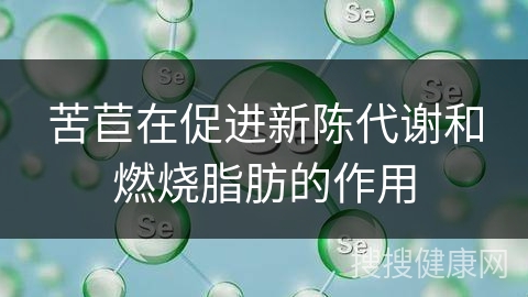 苦苣在促进新陈代谢和燃烧脂肪的作用