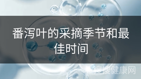 番泻叶的采摘季节和最佳时间