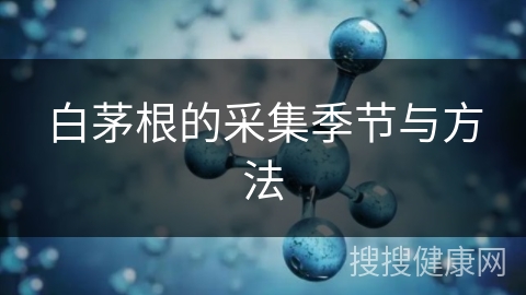 白茅根的采集季节与方法